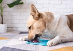 Jou hond is nie stout nie, hy’s verveeld – en hier is ’n manier om dit op te los