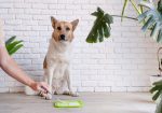 Jou hond is nie stout nie, hy’s verveeld – en hier is ’n manier om dit op te los